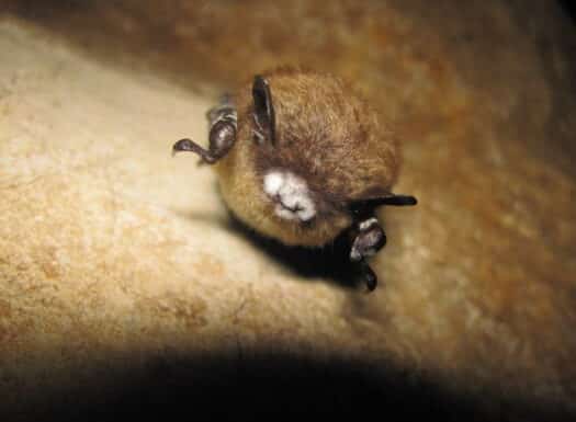 Wildlife Drones Bat with White-nose Syndrome