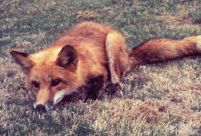 Wildlife Drones Fox with Rabies