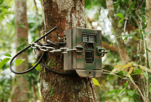 Wildlife Drones_Camera traps on tree