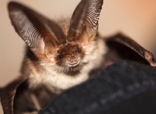 Wildlife Drones_Bat research