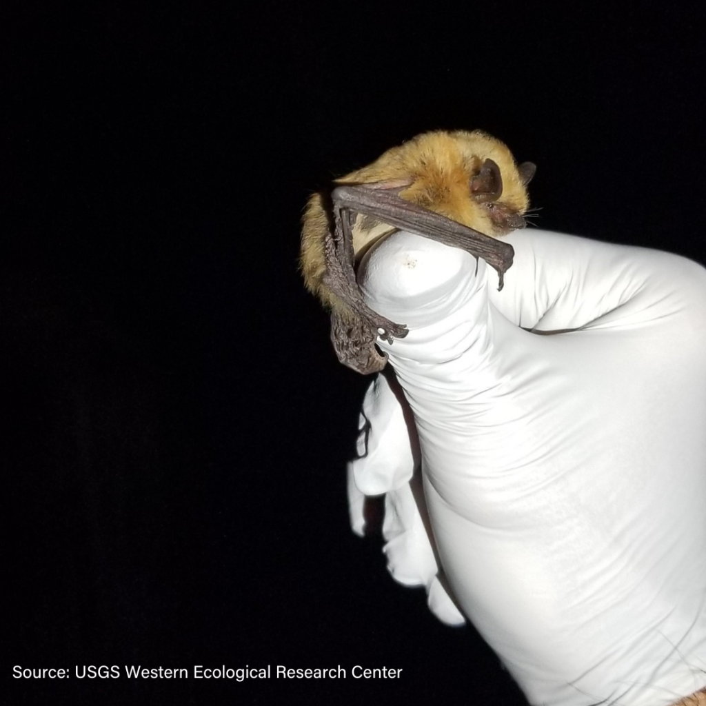 Wildlife Drones Myotis Bat USGS