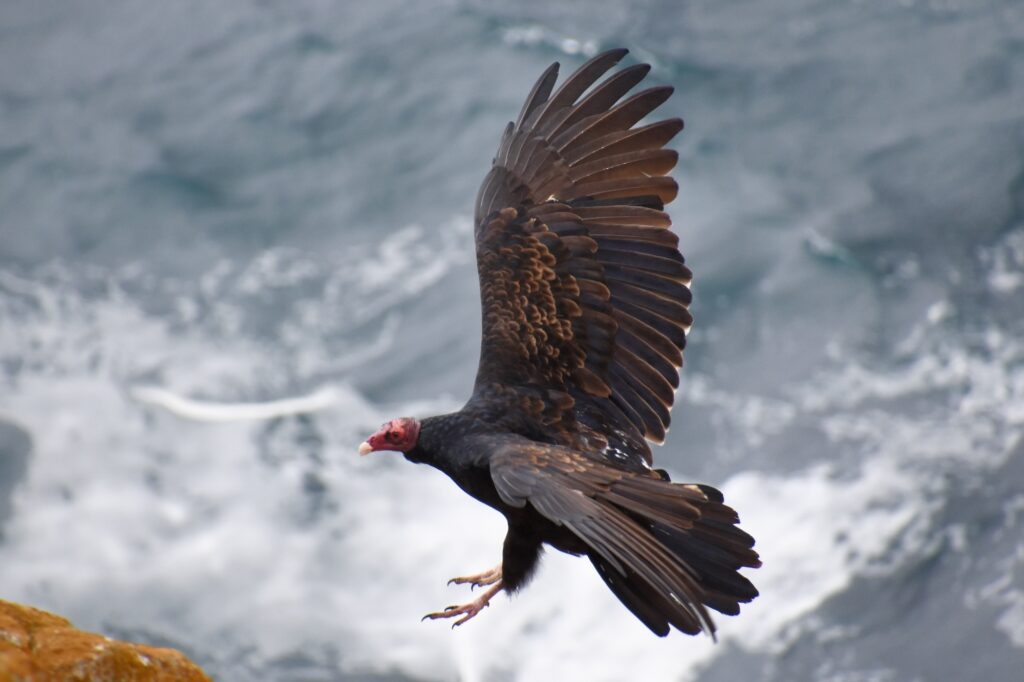 Wildlife Drones_Animal tracking American Condor