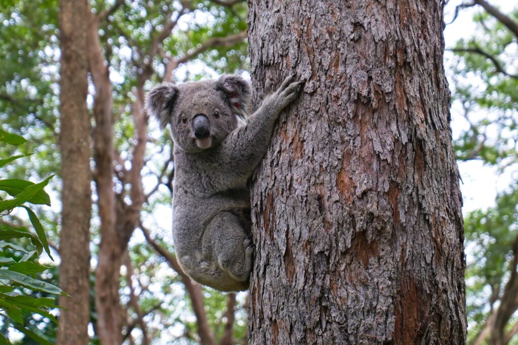 Wildlife Drones_Animal survival Koala