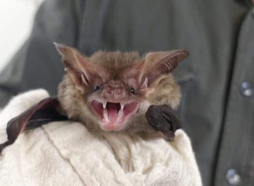 Corbnes Longeared Bat