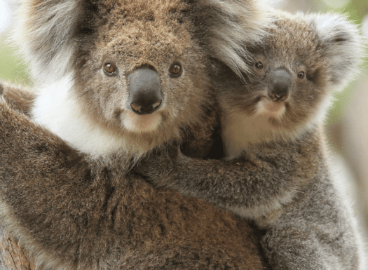 Wildlife Drones_Radio-tracking Koalas